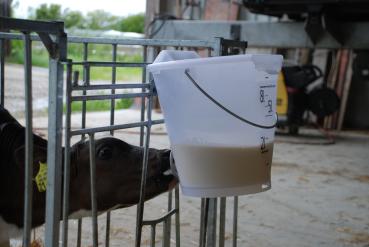 Preview: Hiko Kälbertränkeeimer, Set mit Nuckel und Schraubventil