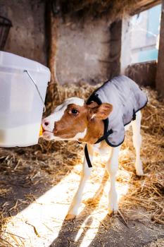 Preview: Kälberdecke universal